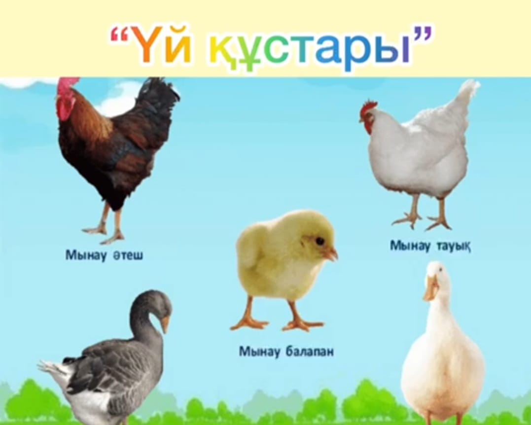 Тақырыптық ұйымдастырылған іс-әрекет
